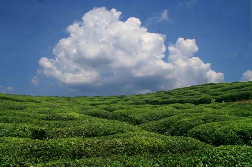 垃圾分类时代，辣椒视频最新官网生物如何击碎“辣椒视频垃圾”这块顽石？